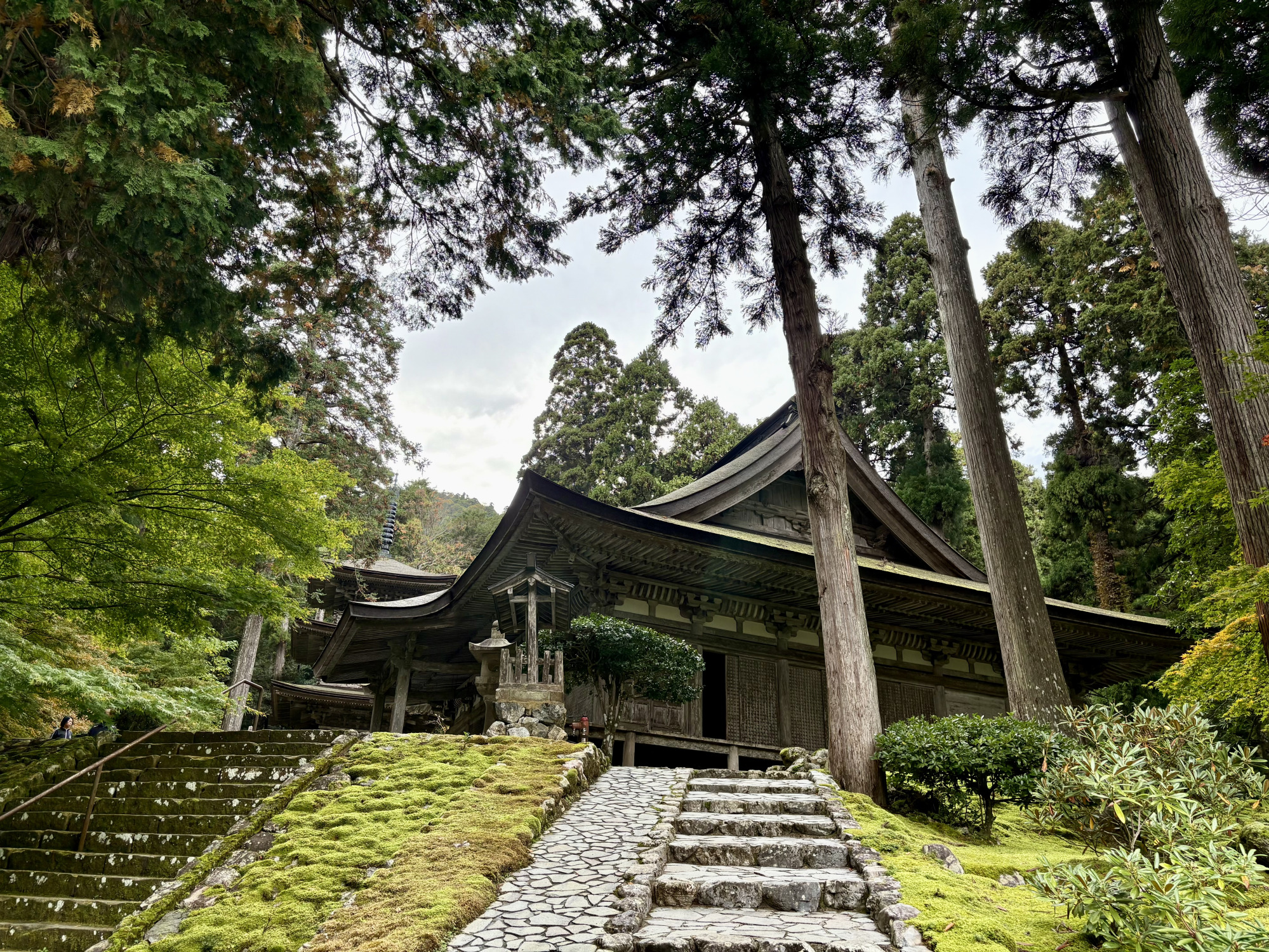 苔むした階段を上がると杉の中のから本堂が姿を現す。