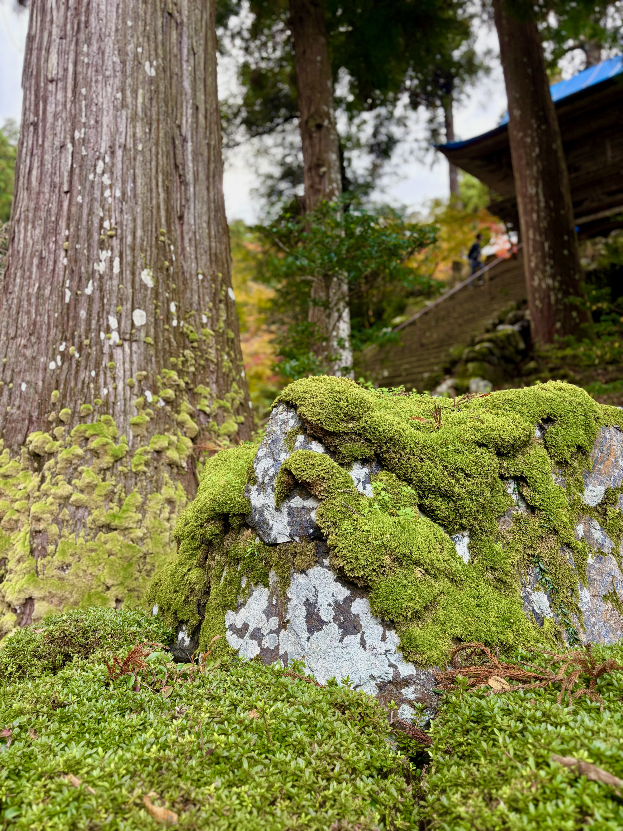 この苔が美しいんです。